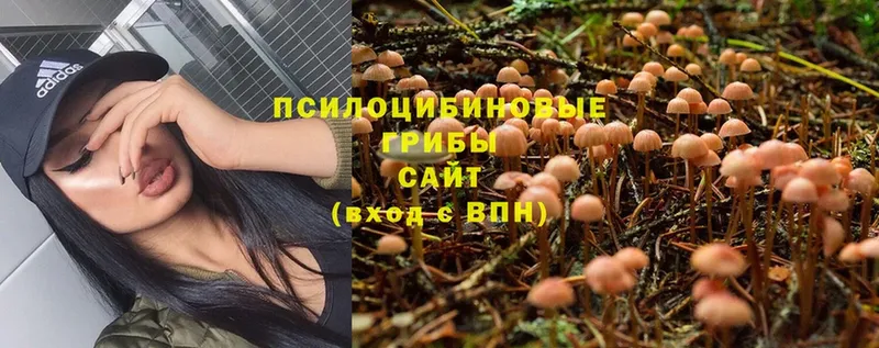 Псилоцибиновые грибы Psilocybe  Кукмор 